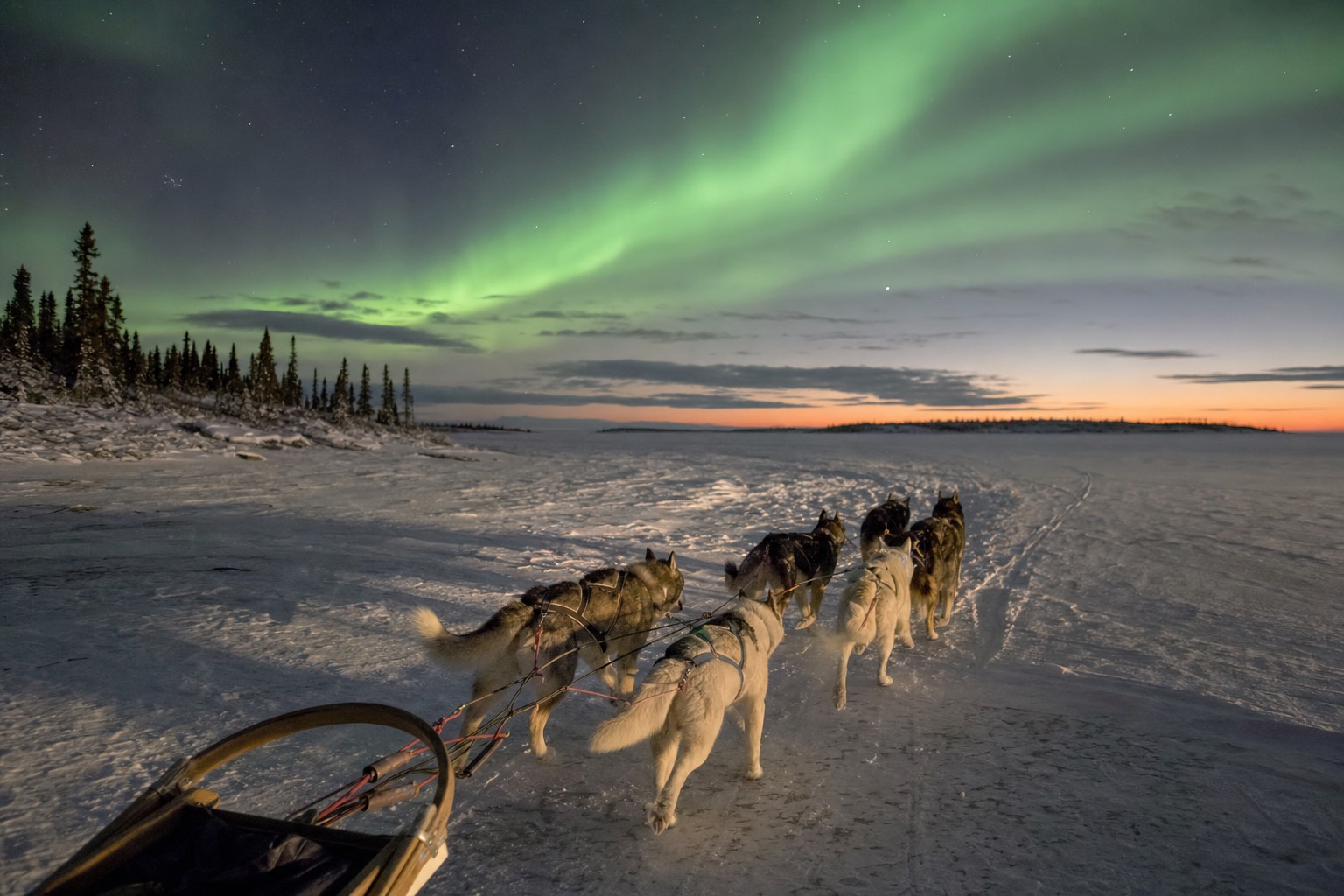 Sled dog team running across a frozen lake near Yellowknife pulling a wooden sled in low winter sun