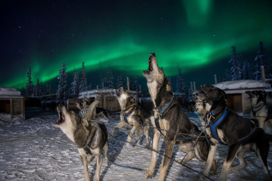 Excited sled dogs in harness barking and jumping in a snowy kennel yard before a run