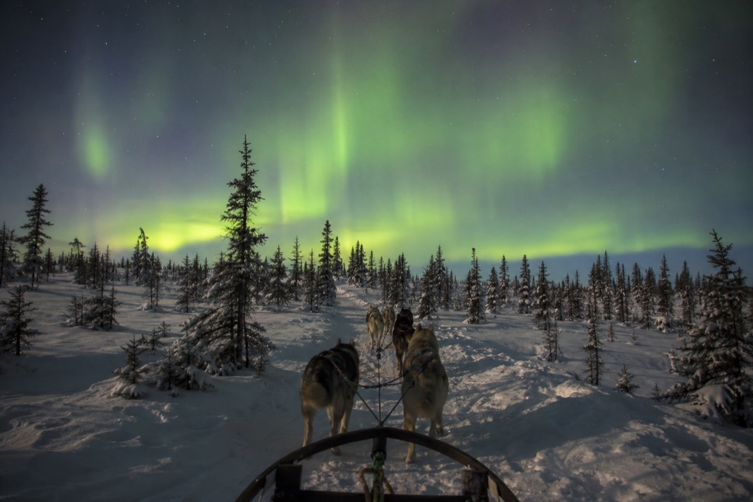 View from the sled of a dog team running a snow-packed trail through stunted spruce