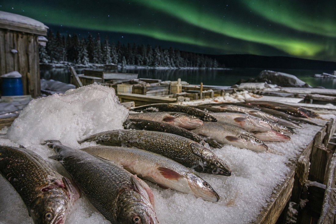 Fresh whole lake trout and whitefish on ice at a northern fish counter