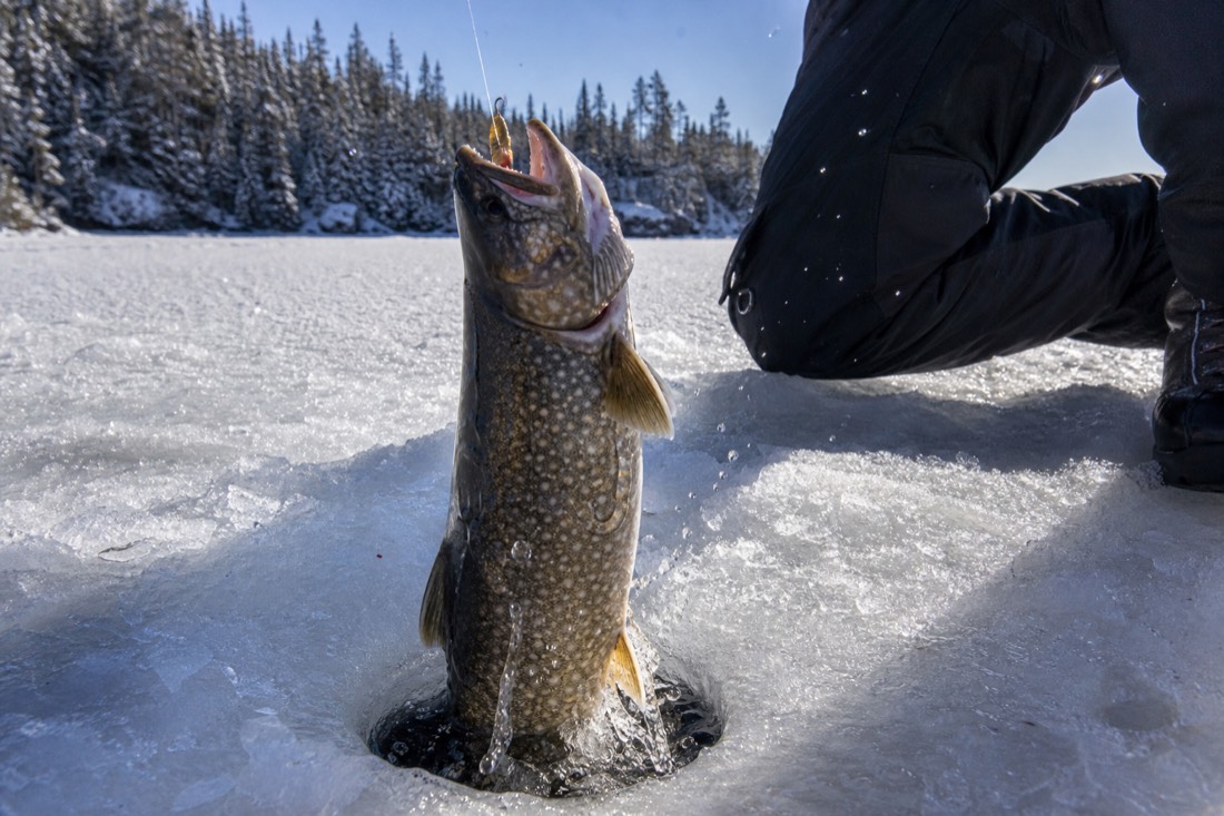 Freshly caught lake trout being lifted from an ice fishing hole into bright winter daylight