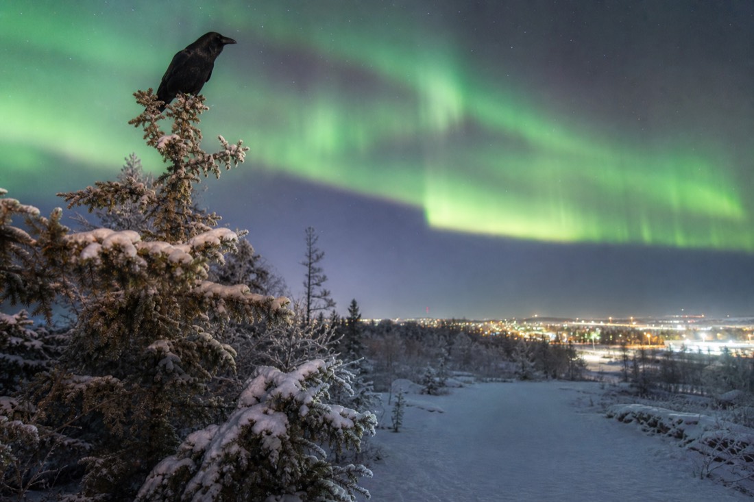 Raven perched on a frost-covered spruce branch above a snowy Yellowknife trail