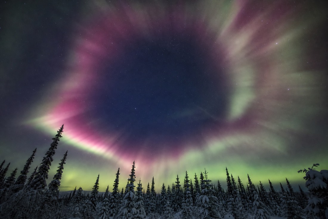 Bright pink-edged aurora corona directly overhead above silhouetted spruce trees