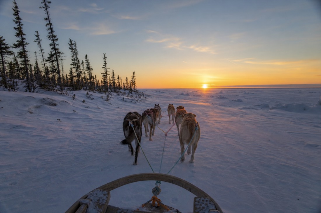 Dog team pulling a sled across wind-packed snow on Great Slave Lake under low winter sun