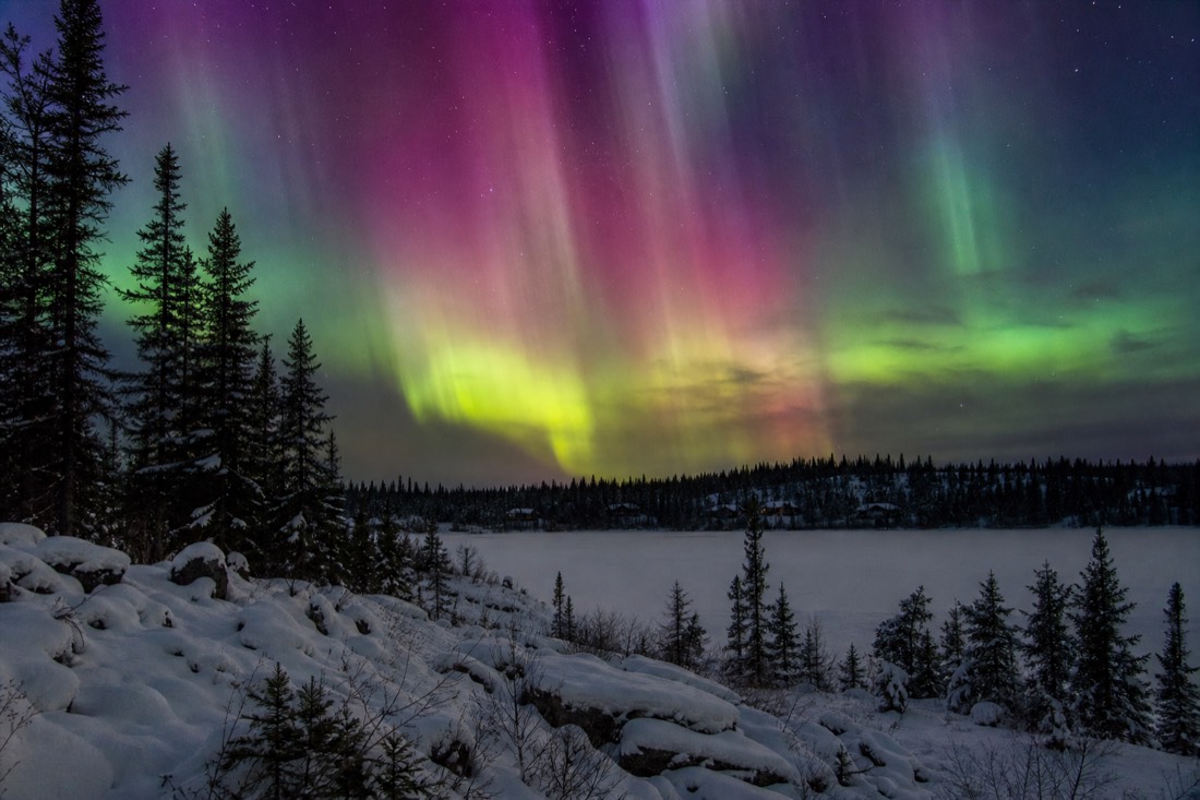 Bright multi-band aurora display filling the sky above dark spruce forest near Yellowknife