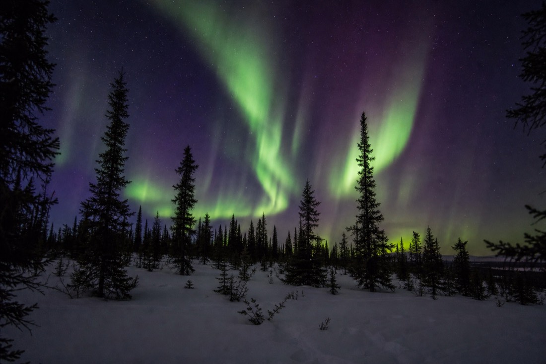 Bright green and purple aurora bands overhead in a dark subarctic sky above silhouetted spruce trees