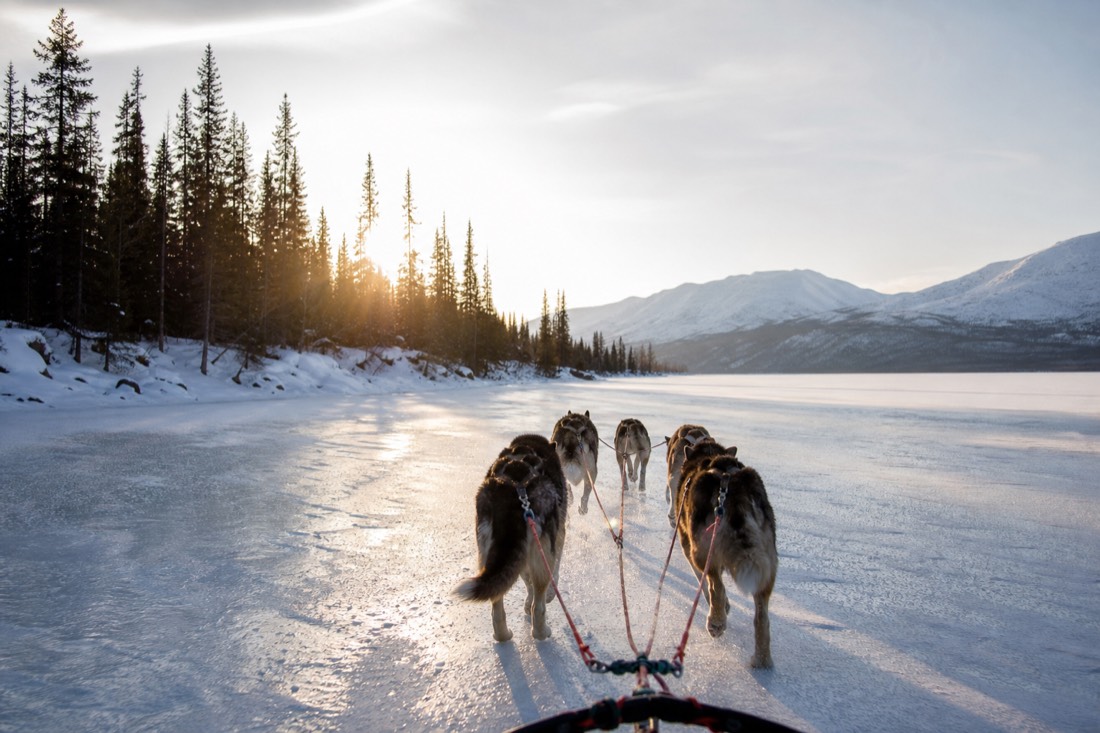 Dog sled team running across a frozen lake in daylight with low winter sun behind the trees