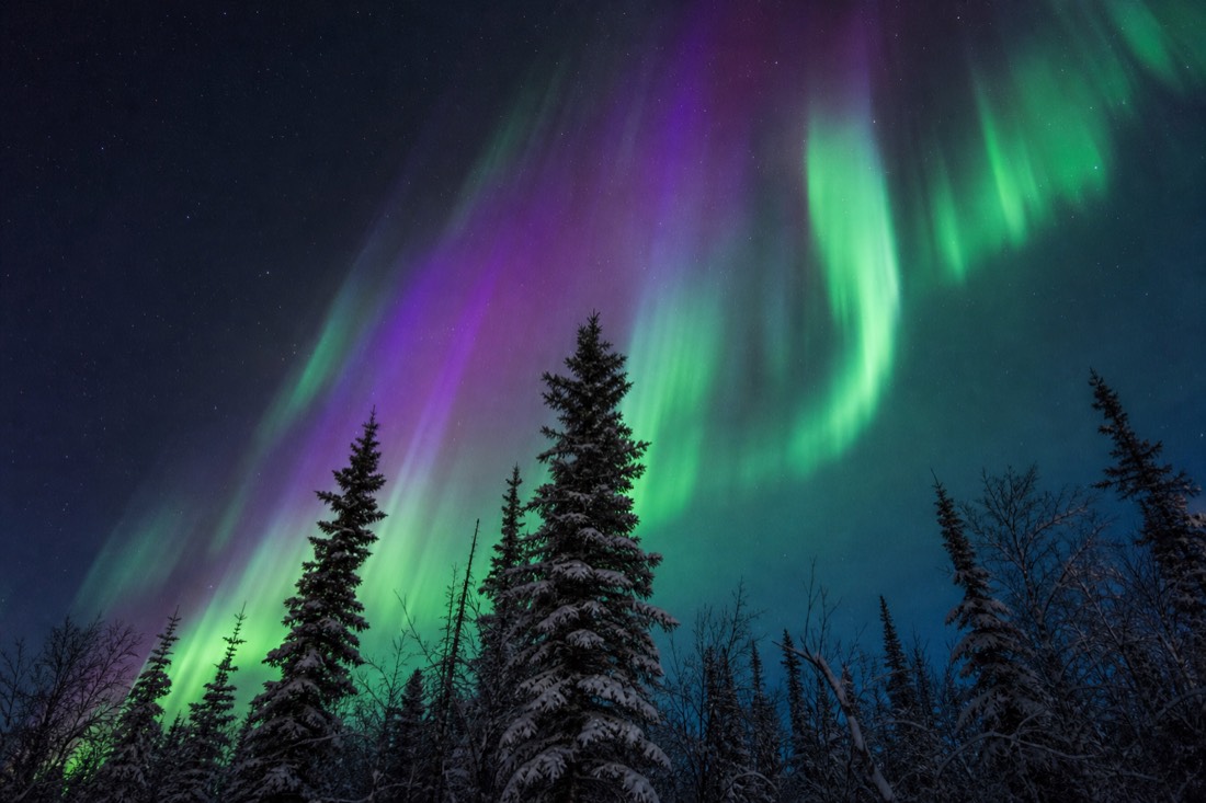 Green and purple aurora bands directly overhead in a clear dark sky above spruce trees