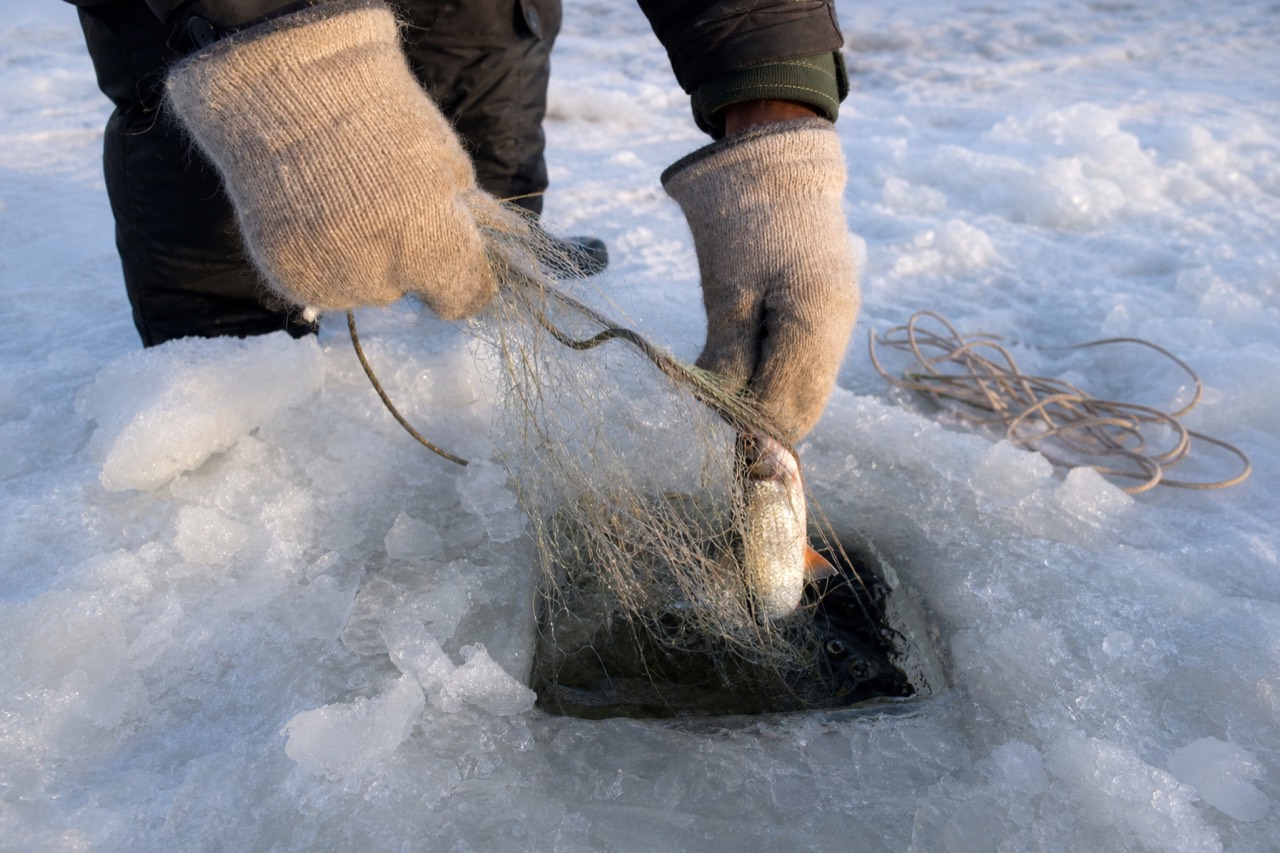 A guide pulling a fishing net through a hole in thick lake ice on Great Slave Lake, traditional ice fishing